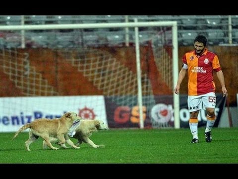 Собаки чуть не сорвали футбольный матч
