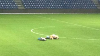 Болельщики «Брондбю» занялись сексом прямо на стадионе